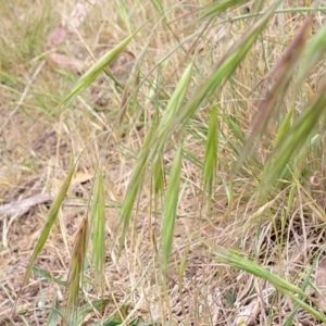 Bromus diandrus at Coree, ACT - 4 Nov 2023 04:11 PM