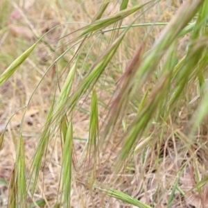 Bromus diandrus at Coree, ACT - 4 Nov 2023