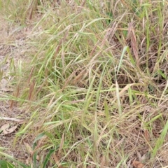 Bromus diandrus at Coree, ACT - 4 Nov 2023 04:11 PM