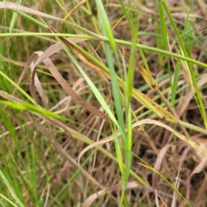 Bromus diandrus at Coree, ACT - 4 Nov 2023