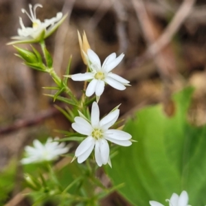 Stellaria pungens at Coree, ACT - 4 Nov 2023 04:10 PM