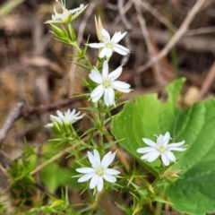 Stellaria pungens at Coree, ACT - 4 Nov 2023 04:10 PM