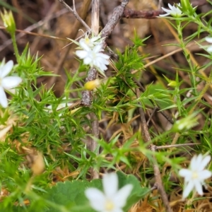 Stellaria pungens at Coree, ACT - 4 Nov 2023 04:10 PM