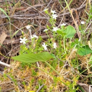 Stellaria pungens at Coree, ACT - 4 Nov 2023 04:10 PM