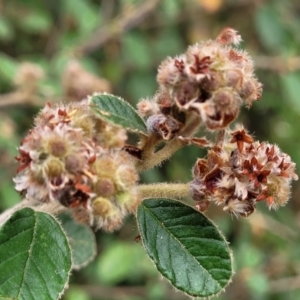 Pomaderris eriocephala at Coree, ACT - 4 Nov 2023