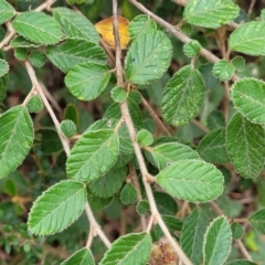 Pomaderris eriocephala at Coree, ACT - 4 Nov 2023