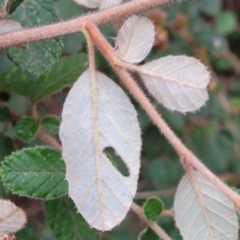 Pomaderris eriocephala at Coree, ACT - 4 Nov 2023