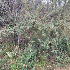 Pomaderris eriocephala at Coree, ACT - 4 Nov 2023