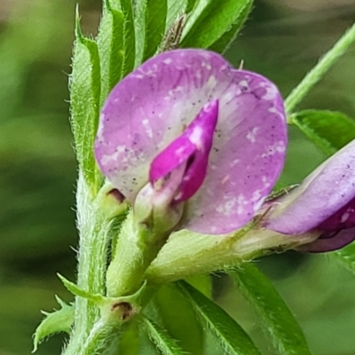 Vicia sativa subsp. nigra (Narrow-leaved Vetch) at Cotter Reserve - 4 Nov 2023 by trevorpreston