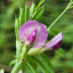 Vicia sativa subsp. nigra at Coree, ACT - 4 Nov 2023