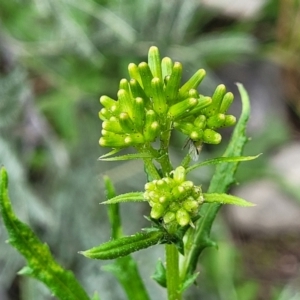 Senecio hispidulus at Coree, ACT - 4 Nov 2023