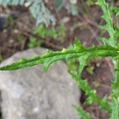 Senecio hispidulus at Coree, ACT - 4 Nov 2023