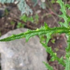 Senecio hispidulus at Coree, ACT - 4 Nov 2023 04:01 PM