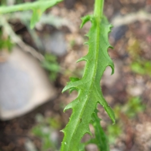 Senecio hispidulus at Coree, ACT - 4 Nov 2023 04:01 PM