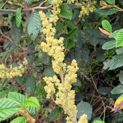 Pomaderris aspera (Hazel Pomaderris) at Cotter Reserve - 4 Nov 2023 by trevorpreston