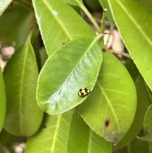 Illeis galbula at Braddon, ACT - 5 Nov 2023 12:41 PM