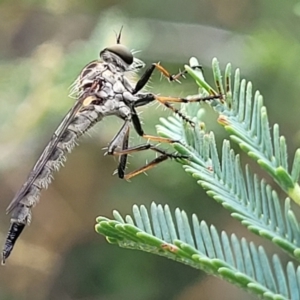 Cerdistus sp. (genus) at Coree, ACT - 4 Nov 2023