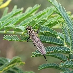 Cerdistus sp. (genus) at Coree, ACT - 4 Nov 2023 03:53 PM