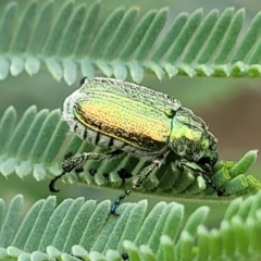 Diphucephala sp. (genus) (Green Scarab Beetle) at Coree, ACT - 4 Nov 2023 by trevorpreston