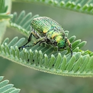 Diphucephala elegans at Coree, ACT - 4 Nov 2023