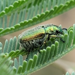 Diphucephala elegans at Coree, ACT - 4 Nov 2023