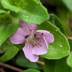 Gratiola peruviana (Australian Brooklime) at Cotter Reserve - 4 Nov 2023 by trevorpreston