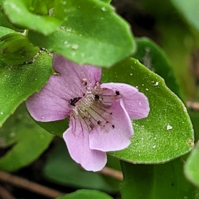 Gratiola peruviana (Australian Brooklime) at Coree, ACT - 4 Nov 2023 by trevorpreston