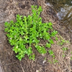 Gratiola peruviana at Coree, ACT - 4 Nov 2023