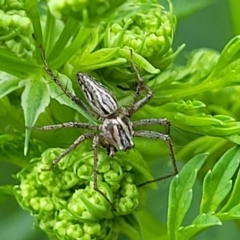 Oxyopes sp. (genus) (Lynx spider) at Cotter Reserve - 4 Nov 2023 by trevorpreston