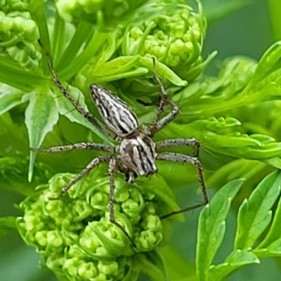 Oxyopes (genus) (Lynx spider) at Coree, ACT - 4 Nov 2023 by trevorpreston
