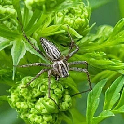 Oxyopes sp. (genus) (Lynx spider) at Coree, ACT - 4 Nov 2023 by trevorpreston