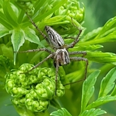 Oxyopes sp. (genus) at Coree, ACT - 4 Nov 2023