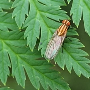 Sapromyza brunneovittata at Cotter Reserve - 4 Nov 2023