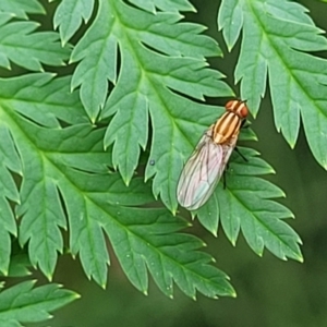 Sapromyza brunneovittata at Cotter Reserve - 4 Nov 2023