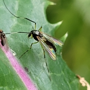 Cecidomyiidae (family) at Cotter Reserve - 4 Nov 2023