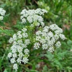 Conium maculatum (Hemlock) at Coree, ACT - 4 Nov 2023 by trevorpreston