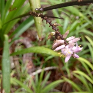 Cordyline stricta at New Italy, NSW - 5 Nov 2023