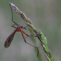 Harpobittacus australis (Hangingfly) at Higgins Woodland - 4 Nov 2023 by Trevor