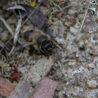 Apis mellifera (European honey bee) at Higgins Woodland - 4 Nov 2023 by Trevor