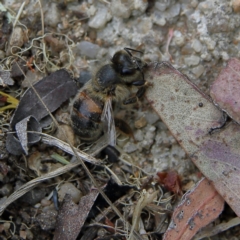 Apis mellifera at Higgins, ACT - 4 Nov 2023 04:56 PM