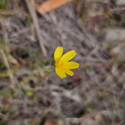 Microseris walteri (Yam Daisy, Murnong) at QPRC LGA - 5 Nov 2023 by Csteele4