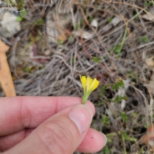 Microseris walteri at Captains Flat, NSW - 5 Nov 2023 01:07 PM