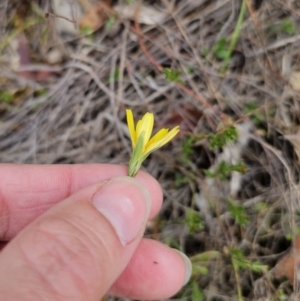 Microseris walteri at Captains Flat, NSW - 5 Nov 2023 01:07 PM