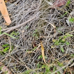 Microseris walteri at Captains Flat, NSW - 5 Nov 2023 01:07 PM