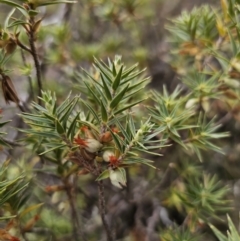 Melichrus urceolatus (Urn Heath) at Captains Flat, NSW - 5 Nov 2023 by Csteele4