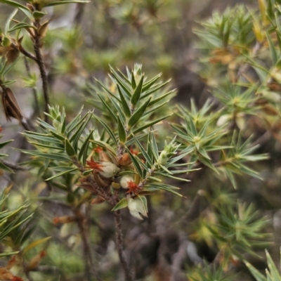 Melichrus urceolatus (Urn Heath) at Captains Flat, NSW - 5 Nov 2023 by Csteele4