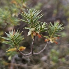 Melichrus urceolatus at Captains Flat, NSW - 5 Nov 2023