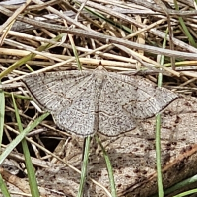 Taxeotis intermixtaria (Dark-edged Taxeotis) at QPRC LGA - 5 Nov 2023 by Csteele4