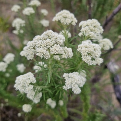 Cassinia aculeata subsp. aculeata (Dolly Bush, Common Cassinia, Dogwood) at Captains Flat, NSW - 5 Nov 2023 by Csteele4