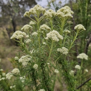 Cassinia aculeata subsp. aculeata at QPRC LGA - 5 Nov 2023 01:20 PM